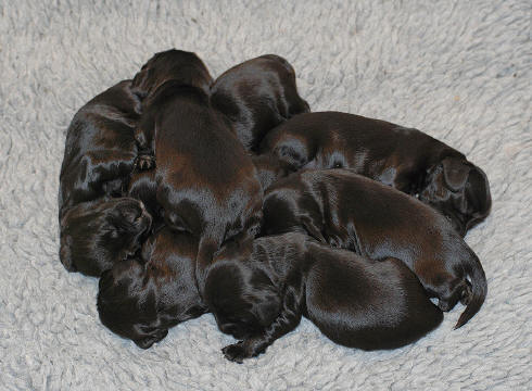 Alice's puppies one week old!